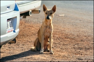 Dingo